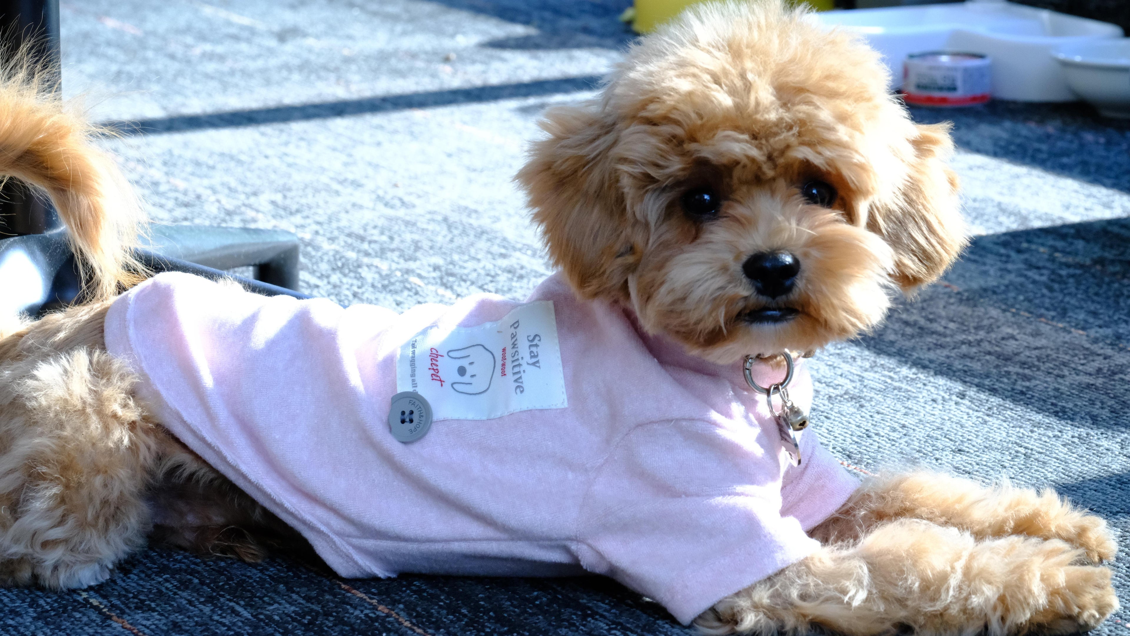 Struggling to Dress Your Pet? Here’s How to Build Their Perfect Four-Season Wardrobe!