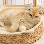 Woven Rattan Cat Bed, Chew-Resistant Scratcher Bed, All-Season Pet Nest