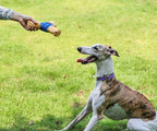 Pet Triangle Frisbee Toy, Wear Dirt Bite Resistant Squeaky Interactive Flying Disc, Boredom Relief Dog Play Toy
