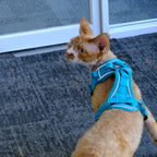 Reflective Breathable Pet Harness Vest Leash for Dogs and Cats