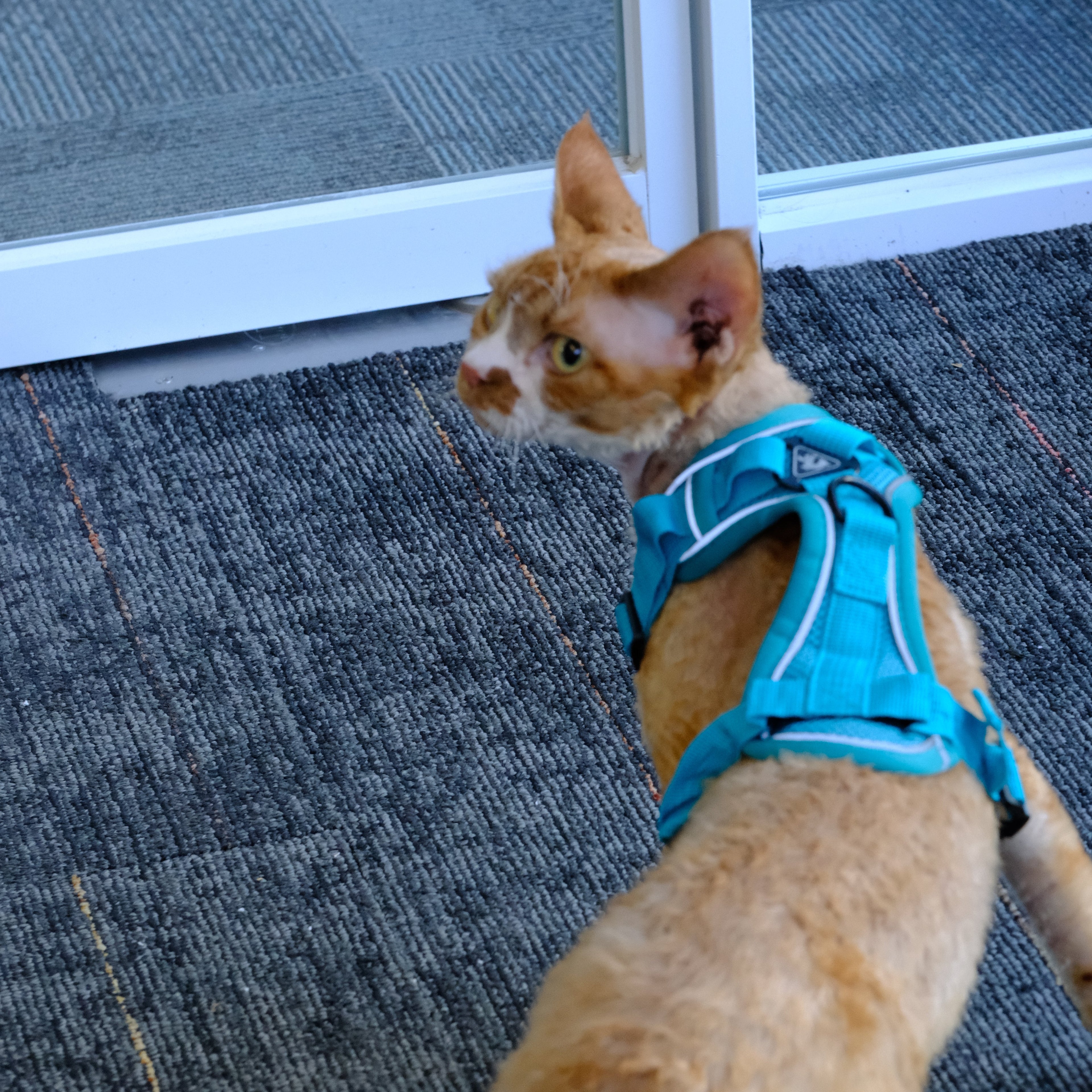 Reflective Breathable Pet Harness Vest Leash for Dogs and Cats