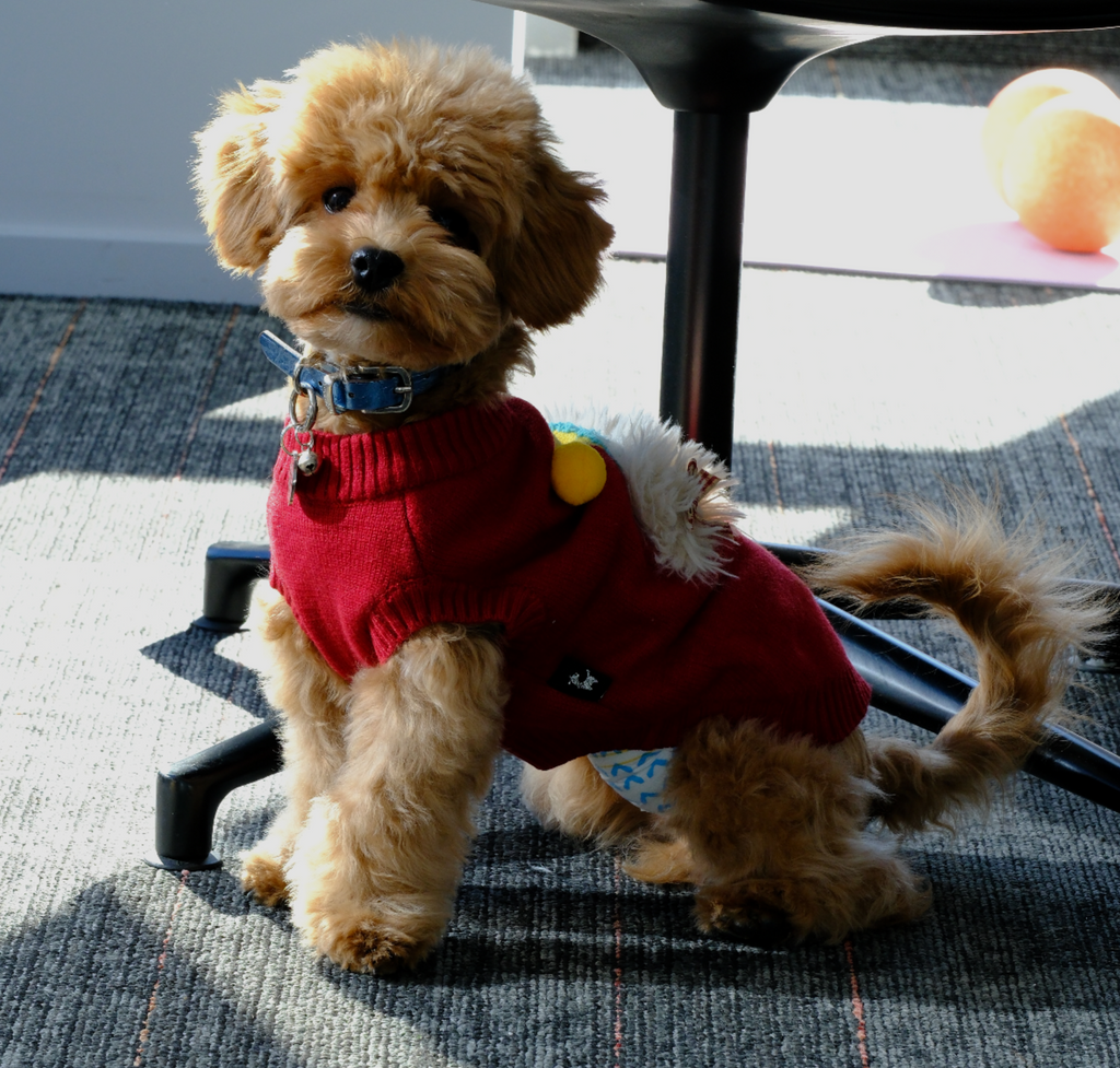 Christmas Dog Outfit