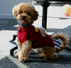Christmas Dog Outfit