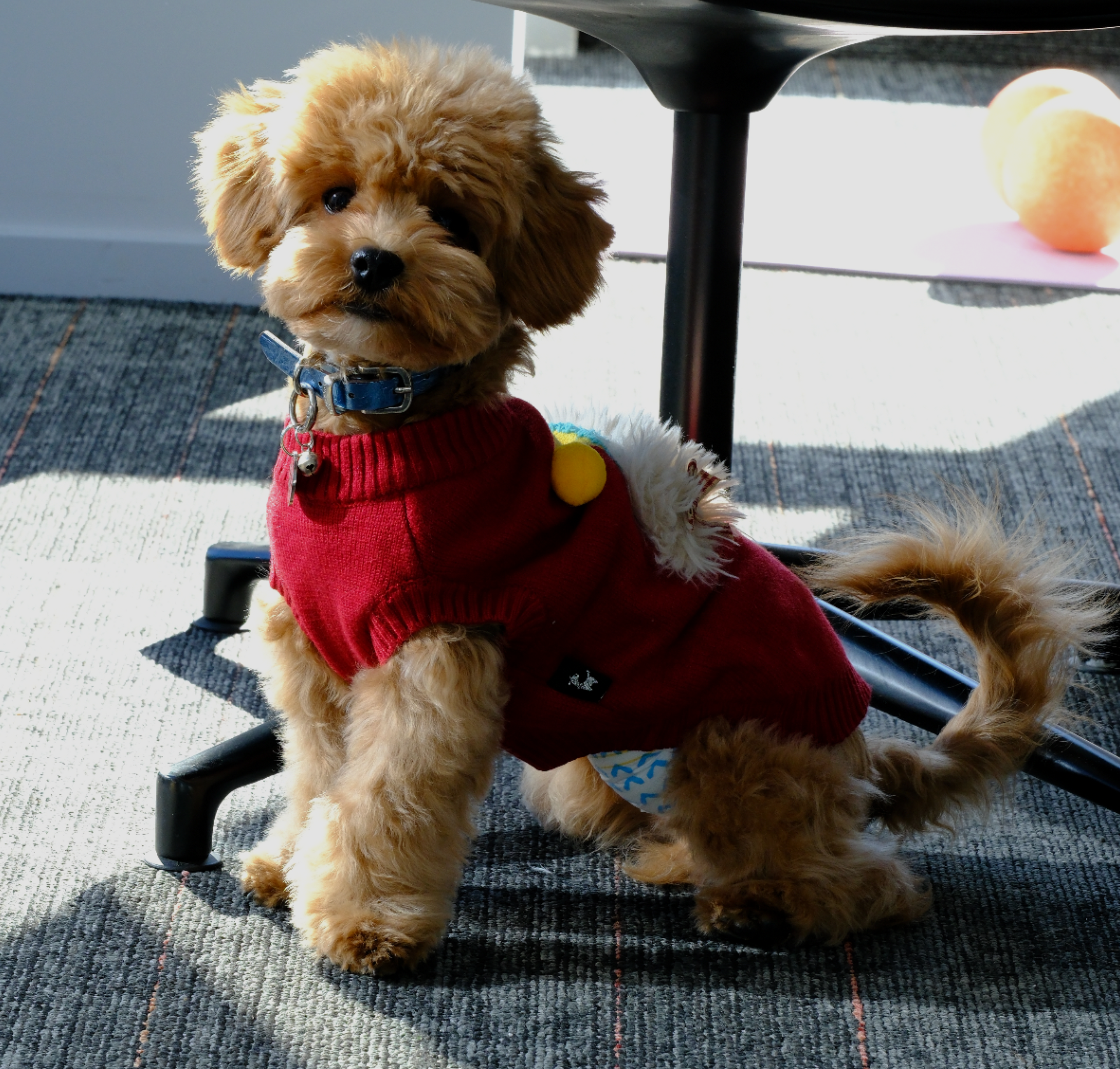 Christmas Dog Outfit