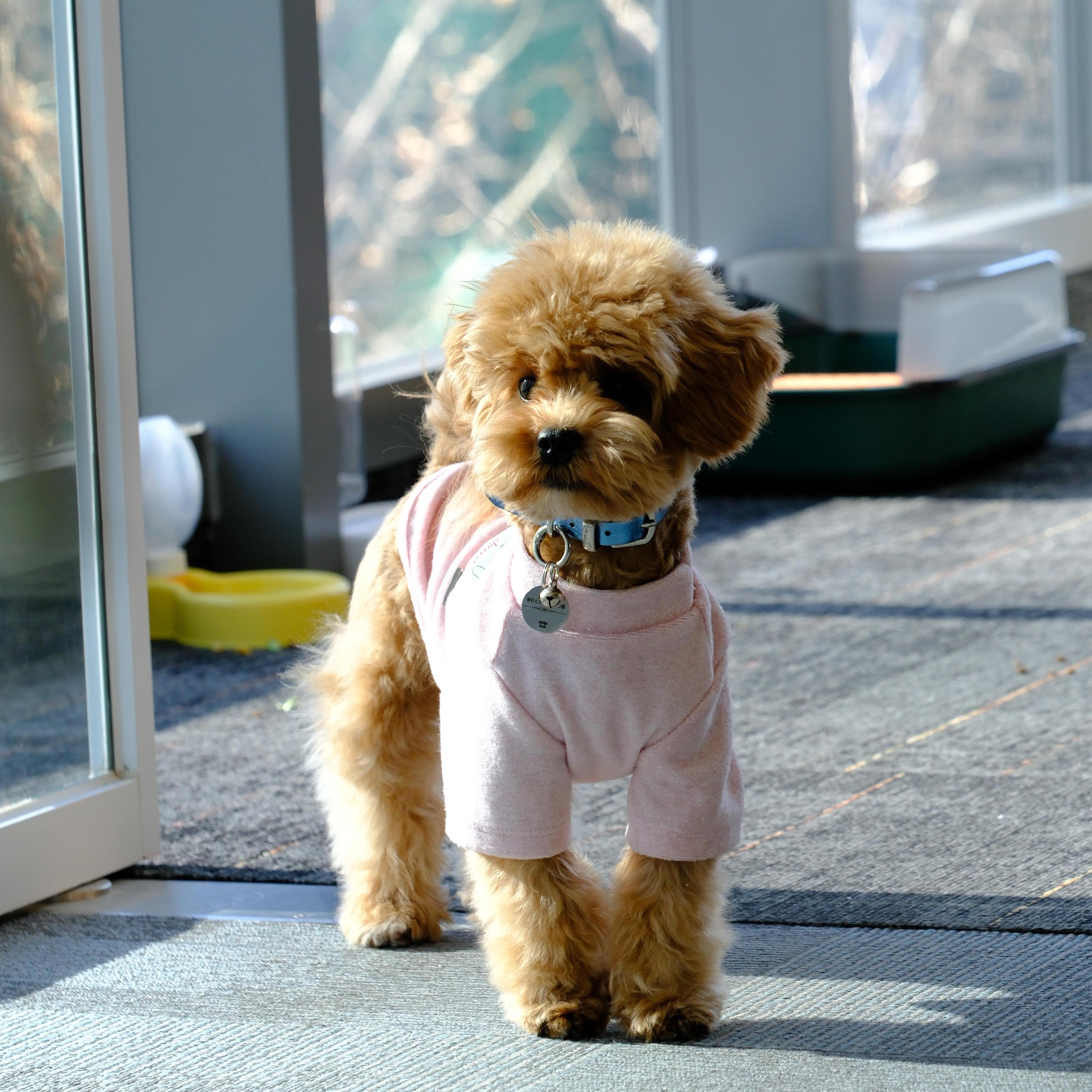Pet Dog Daily Simple Towel Fleece Two-Legged Base Layer