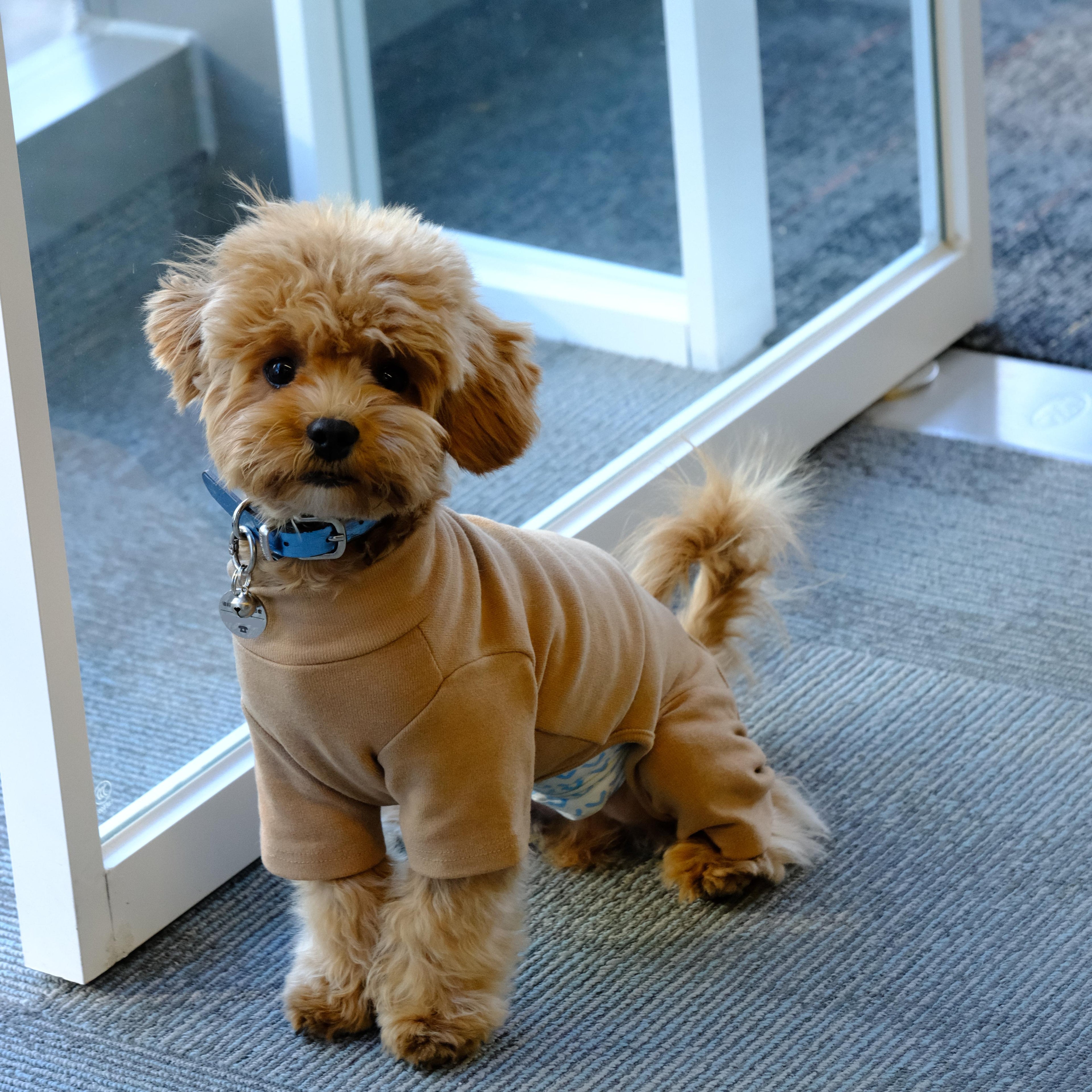 Brown Warm Four-legged Pet Dog Coat