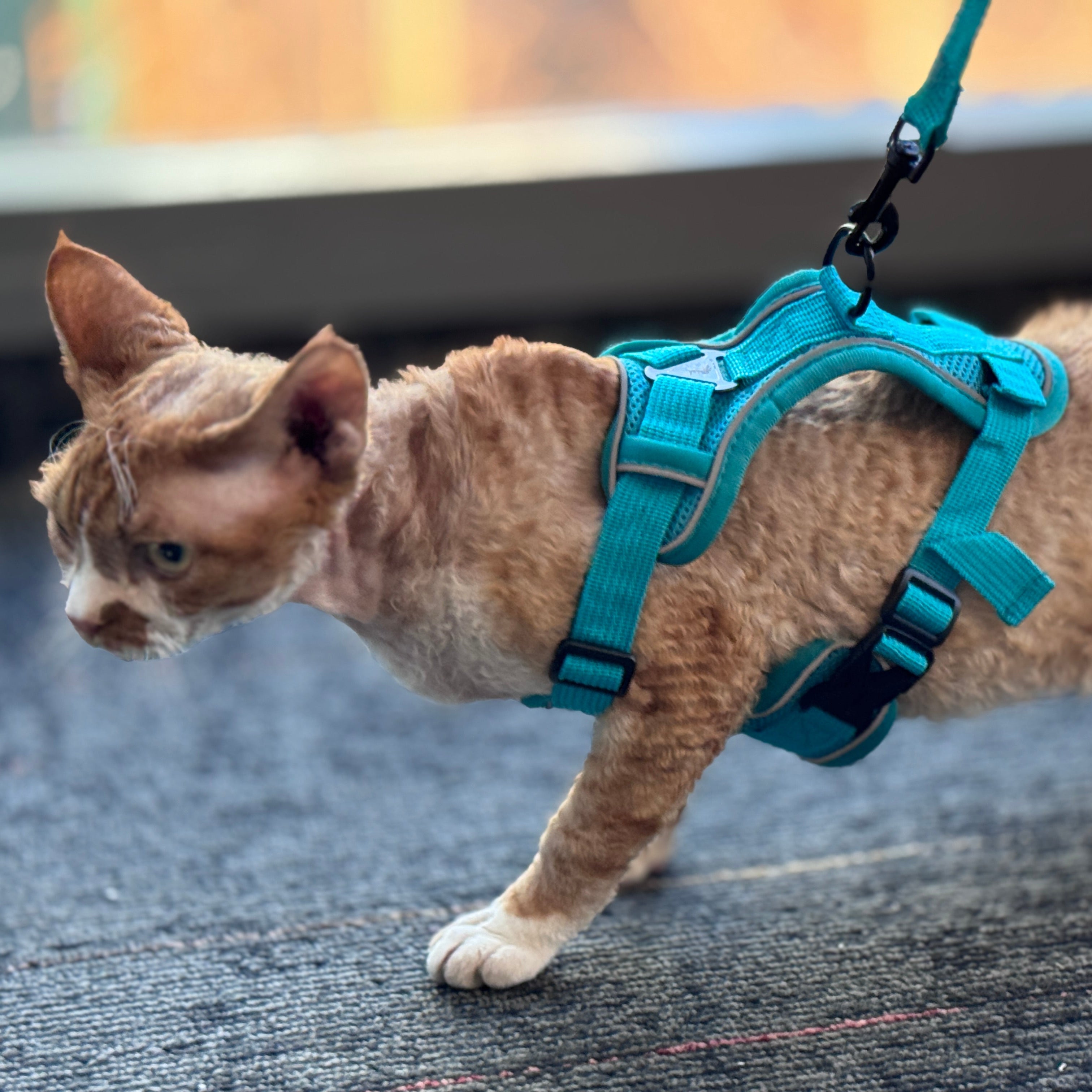 Reflective Breathable Pet Harness Vest Leash for Dogs and Cats